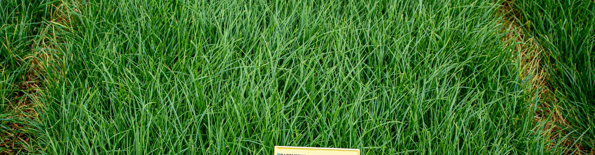 Galgorm Agriculture Grass Varieties