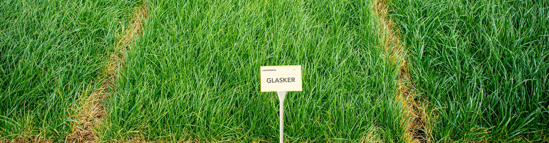 Glasker Agriculture Grass Varieties