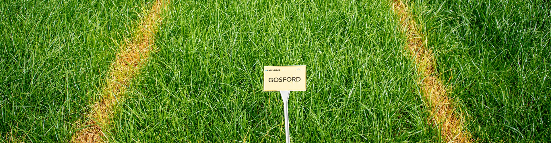 Gosford Agriculture Grass Varieties