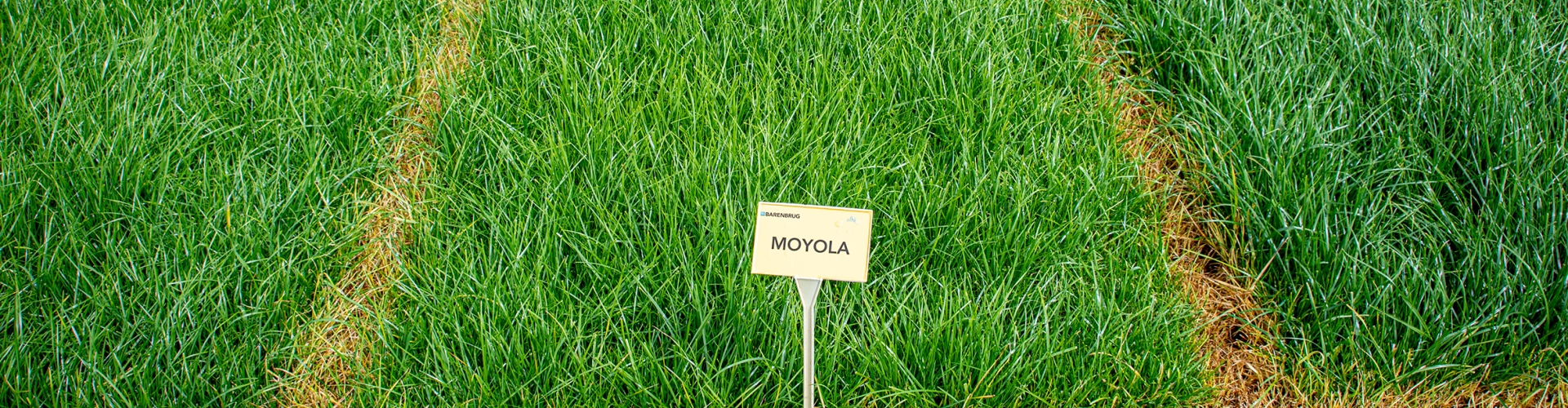 Moyola Agriculture Grass Varieties