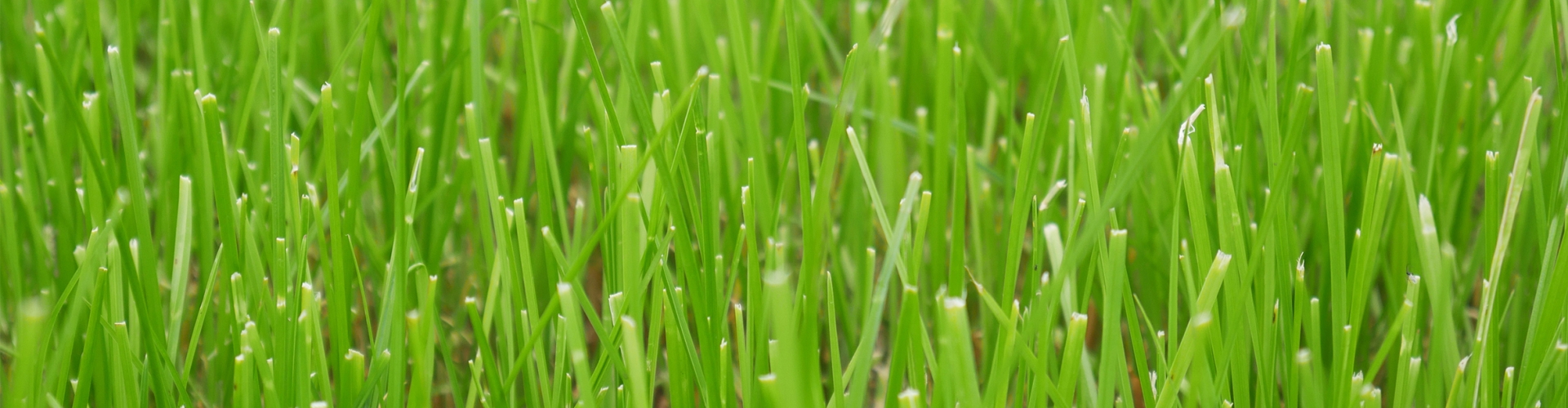 Tollymore Agriculture Grass Varieties