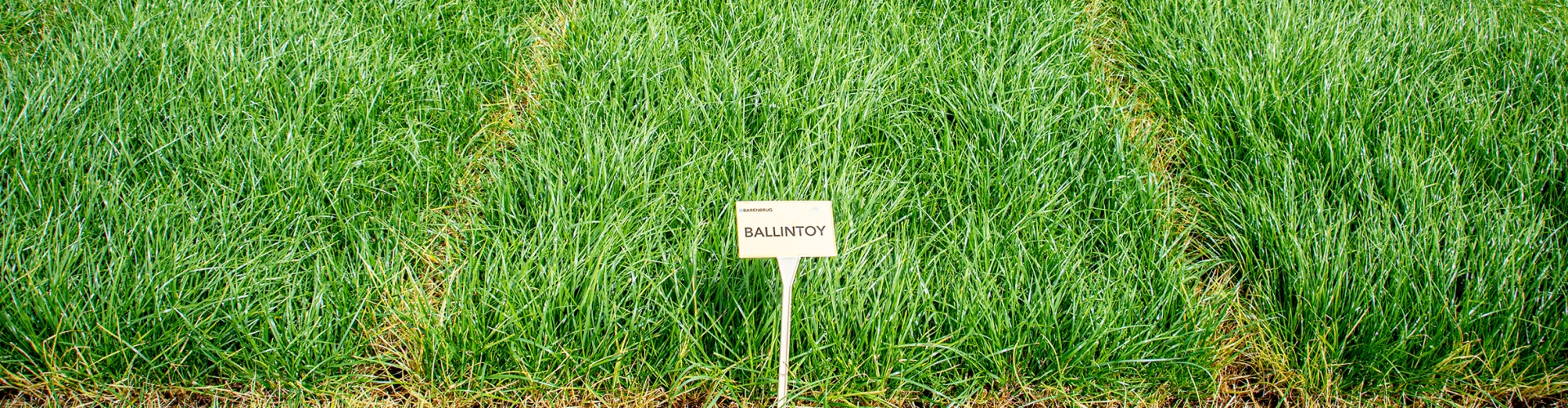 Ballintoy Agriculture Grass Varieties