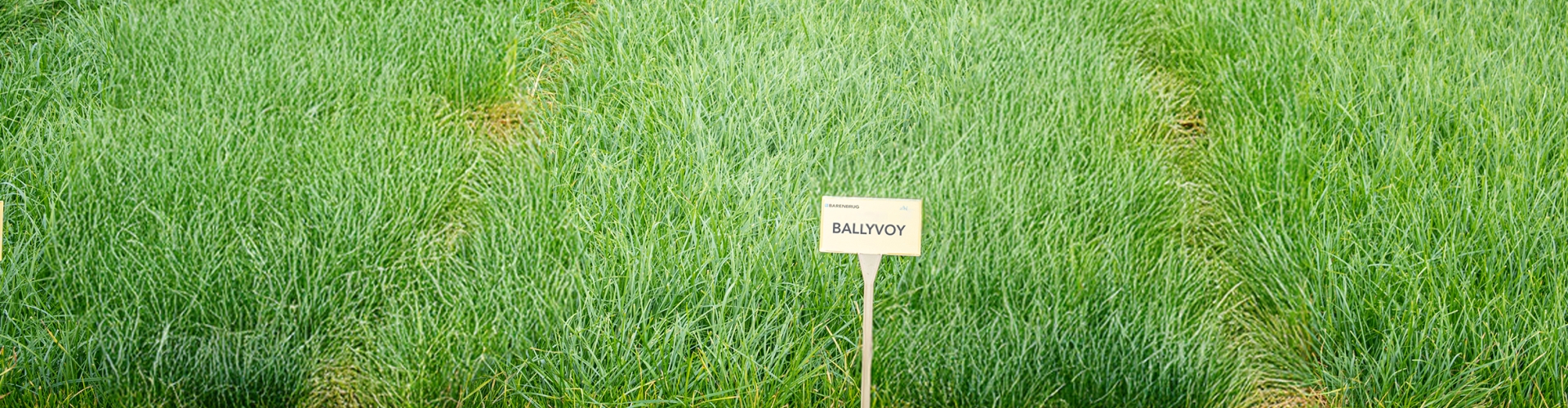 Ballyvoy Agriculture Grass Varieties