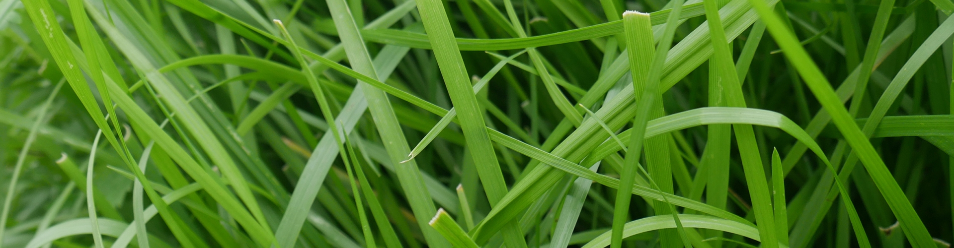 Barcuby Agriculture Grass Varieties