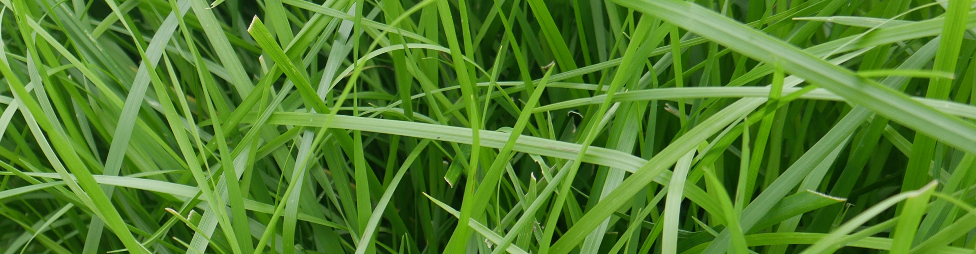 Bardoux Agriculture Grass Varieties