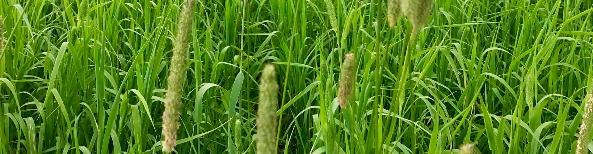 Baronaise Agriculture Grass Varieties
