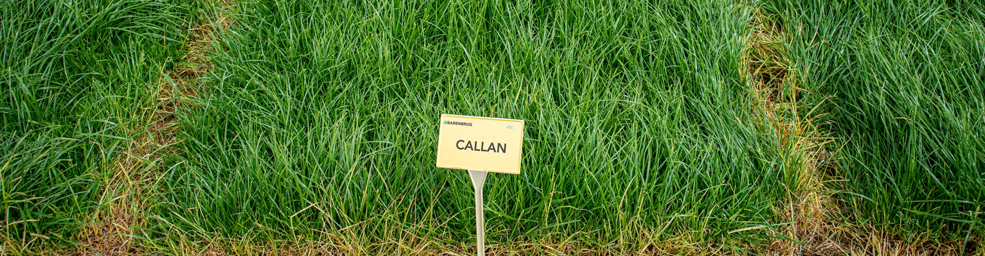 Callan Agriculture Grass Varieties