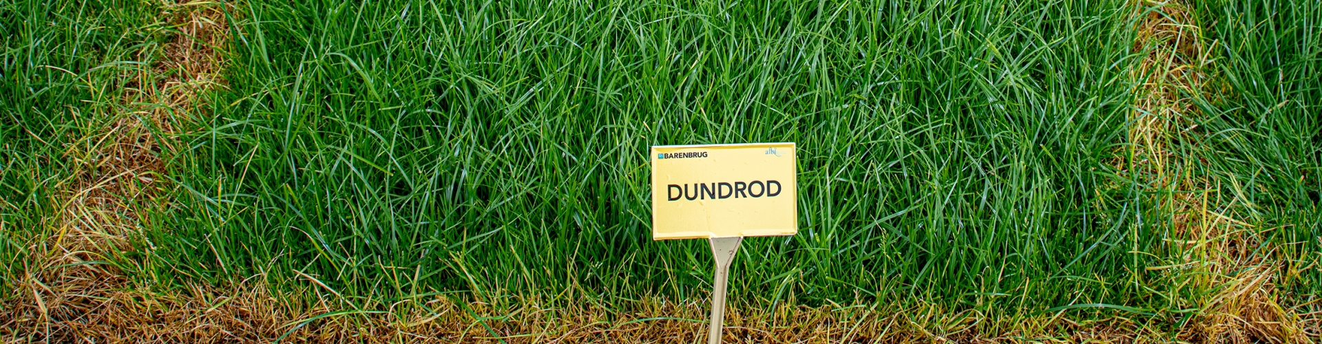 Dundrod Agriculture Grass Varieties