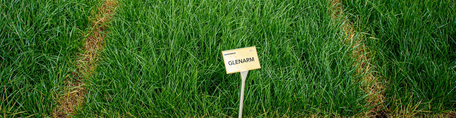 Glenarm Agriculture Grass Varieties