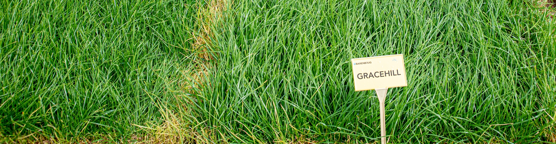 Gracehill Agriculture Grass Varieties