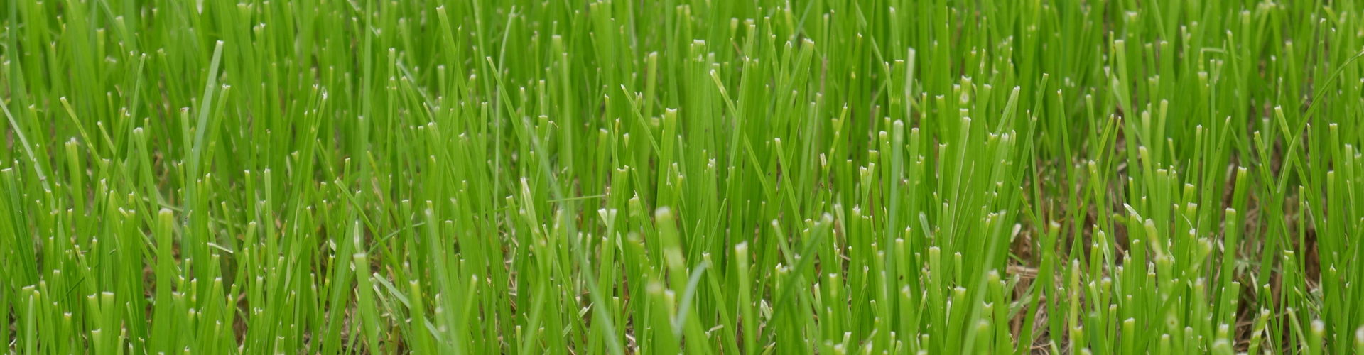 Killylea Agriculture Grass Varieties