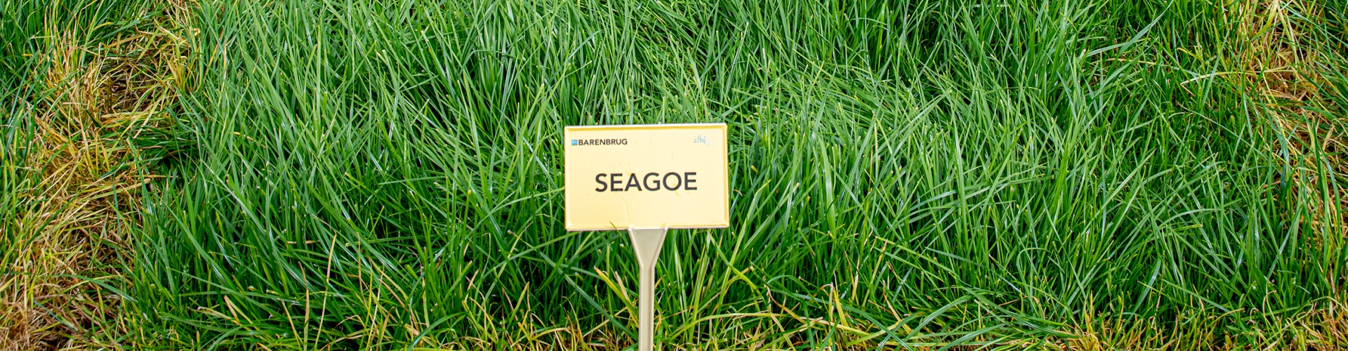 Seagoe Agriculture Grass Varieties