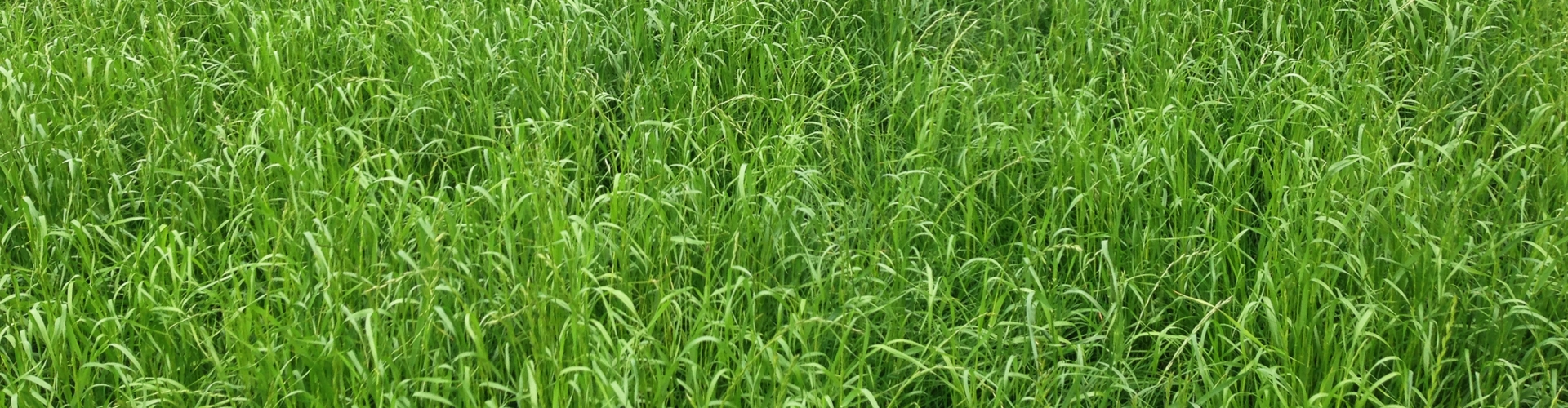 Italian Perennial Ryegrass Hybrids