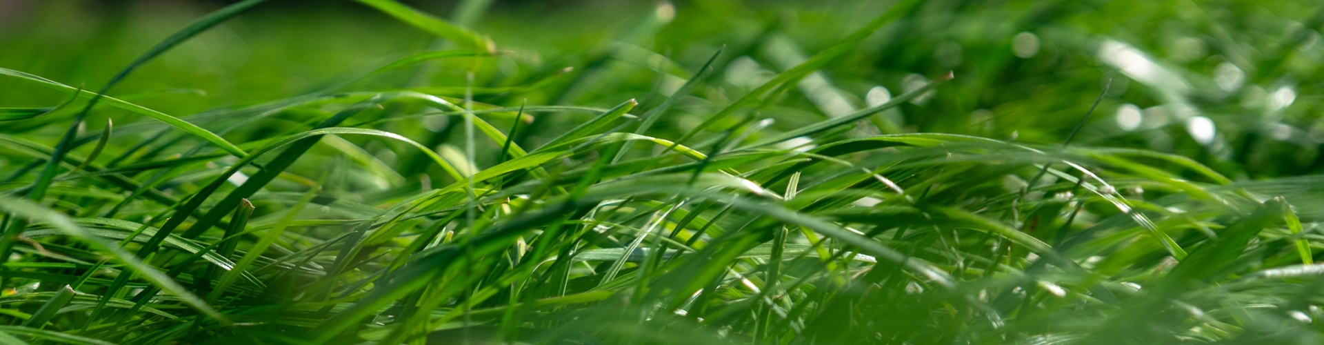 Grass Field