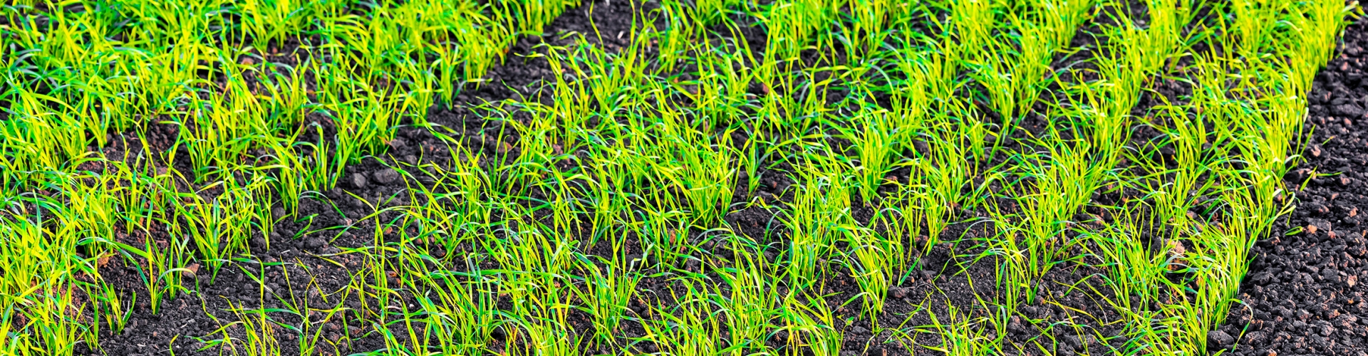 Rethinking Reseeding