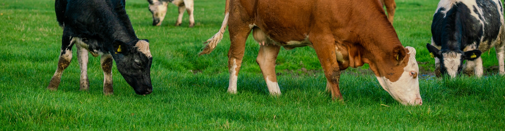 Cows grazing