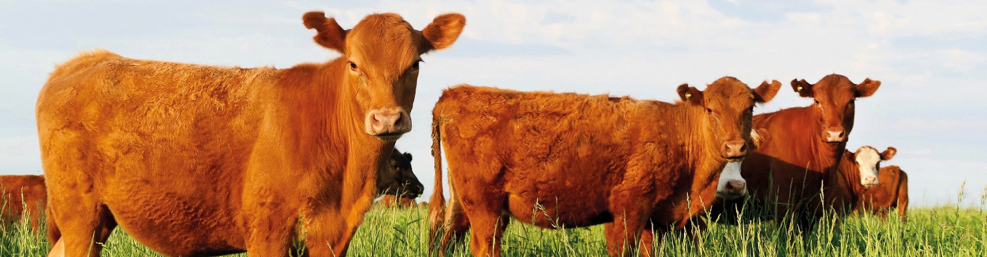 Cut and Graze