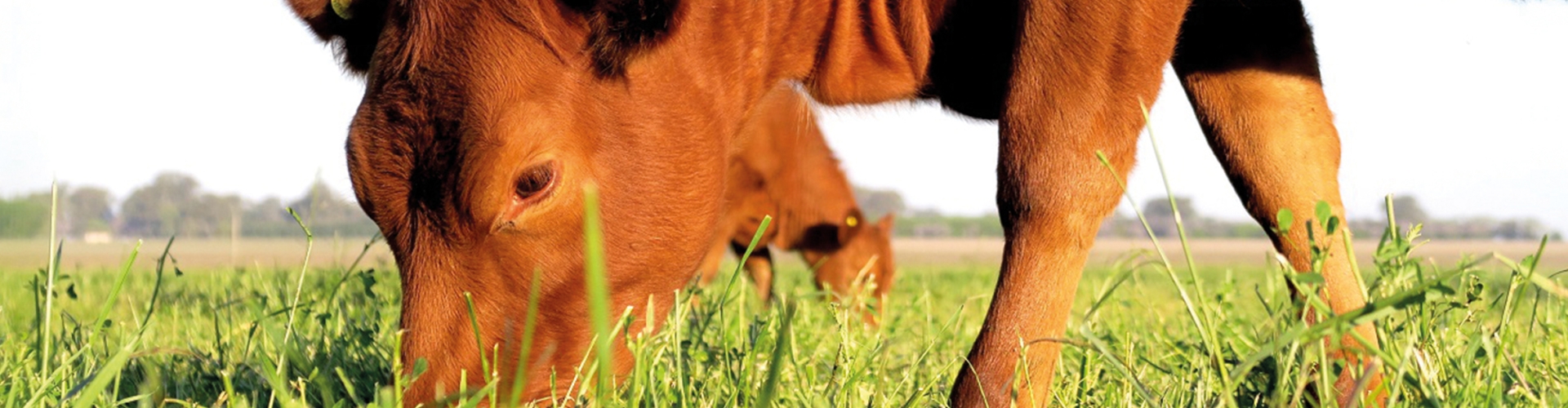 Hybrid Cut and Graze