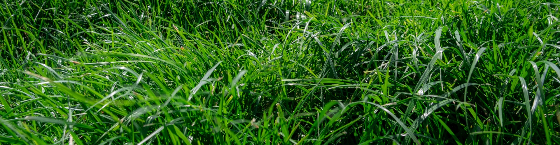 Grass