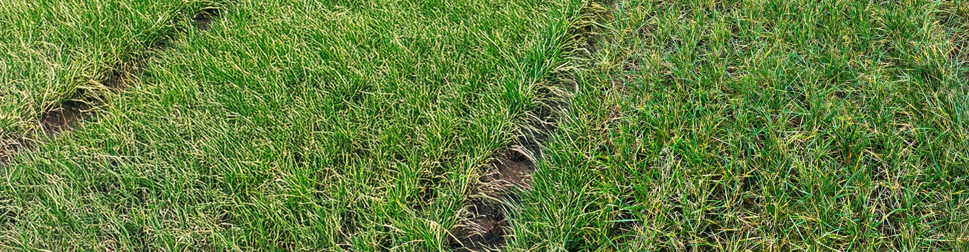 Crossgar Agriculture Grass Variety