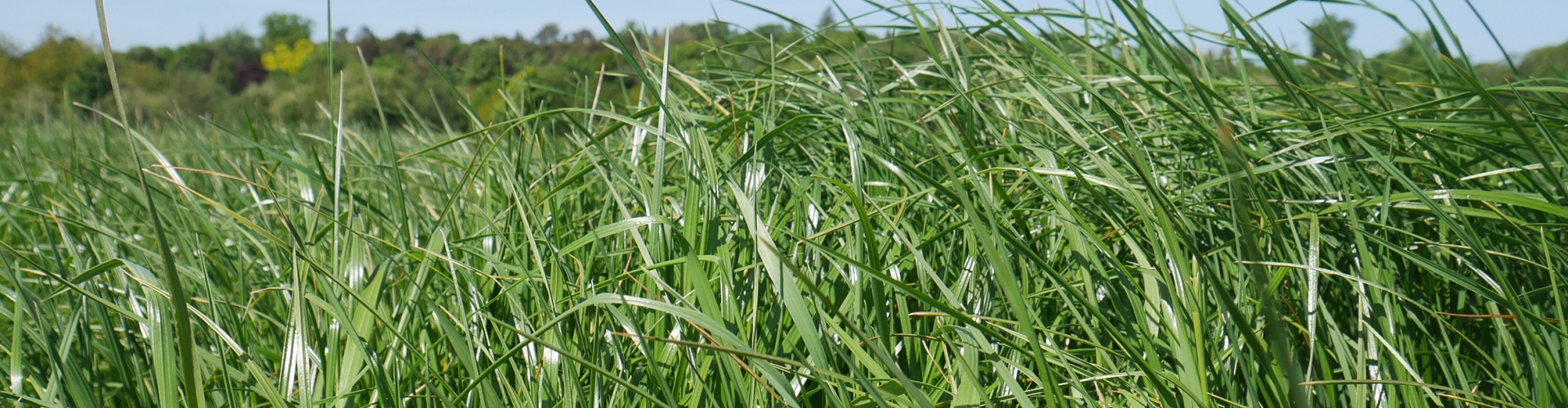 Richhill Agriculture Grass Varieties
