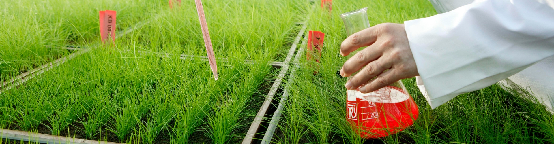 Disease Tolerance and Sustainability