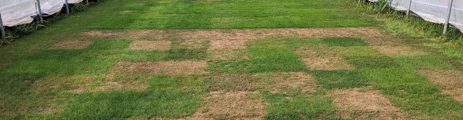 Breeding For A Changing Climate Rethinking Turfgrass For The Future