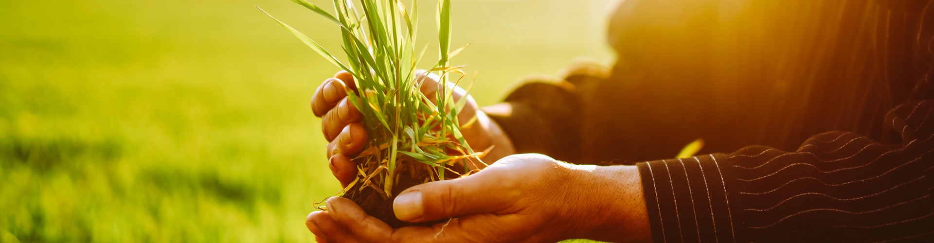 Grass in hands