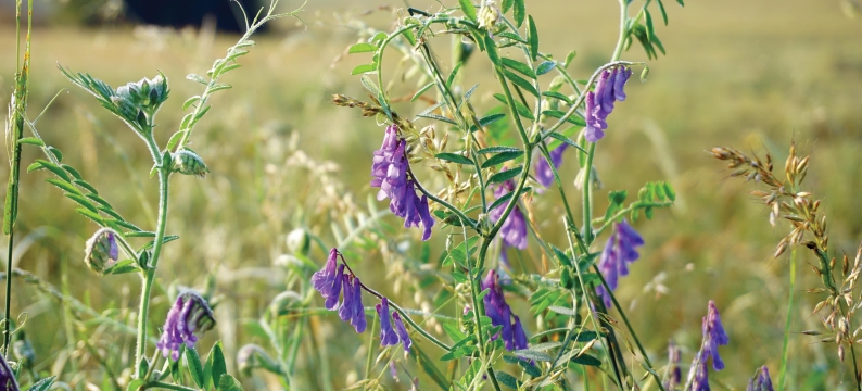 Barvicos Vetch