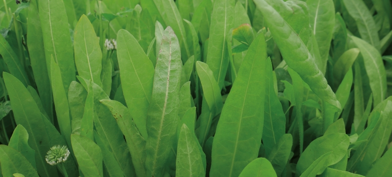 Chicory Commander