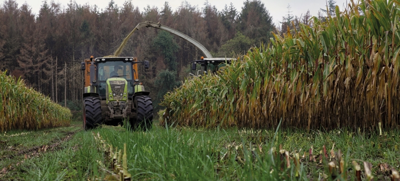 Proterra Maize