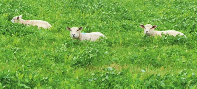 Sheep Graze