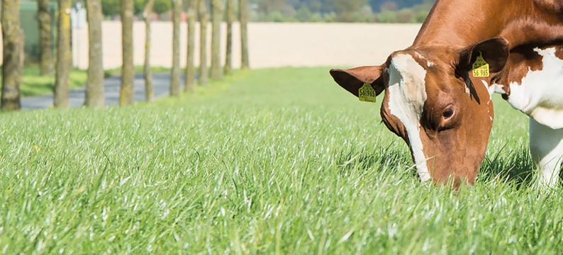 Agricultural Product Header Organic Long Season