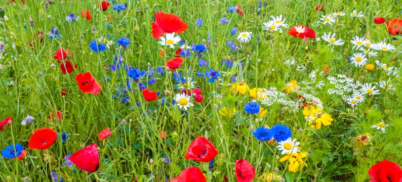 Universal Wildflowers 80/20