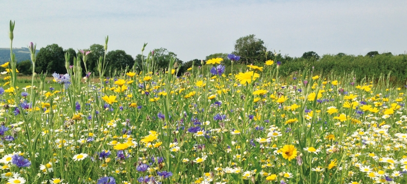 Wildflowers
