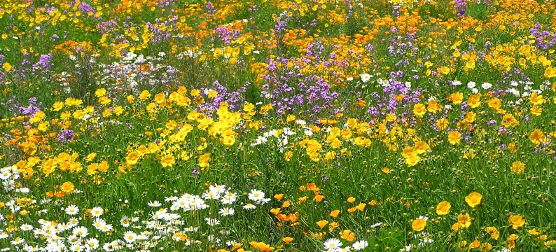 Acidic Soils