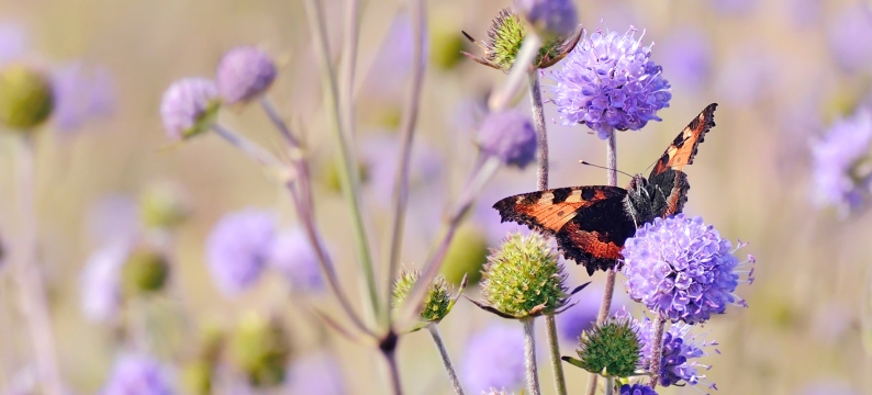 Bees & Butterflies