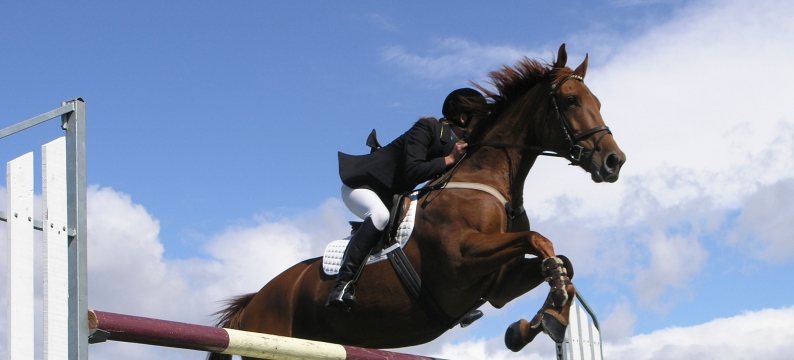 Equestrian General Purpose