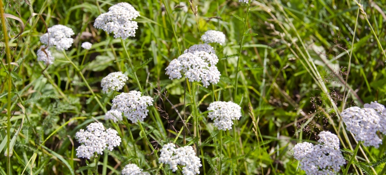 Dry, Sandy Soils