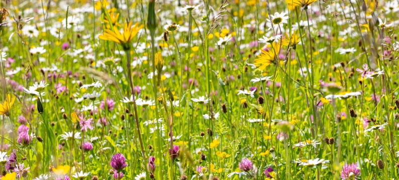 General Purpose, Classic Hay Meadow