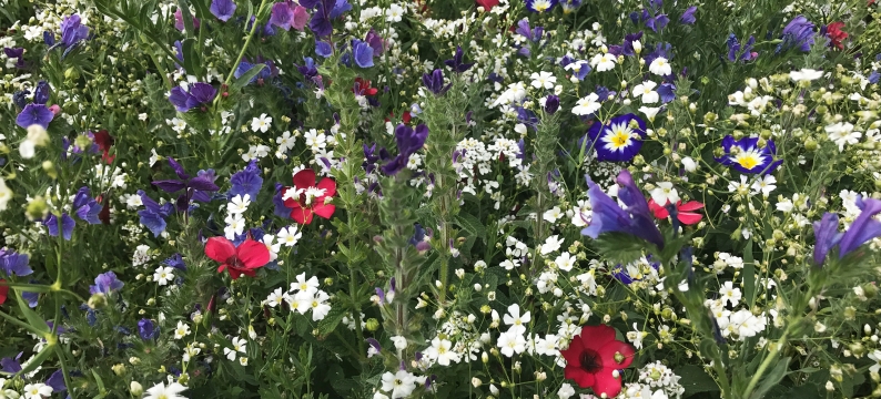 Red, White & Blue