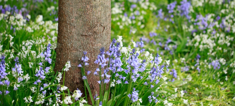 Shaded Hedgerow & Woodland Edge