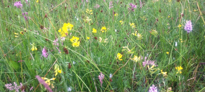 Tall Flowers