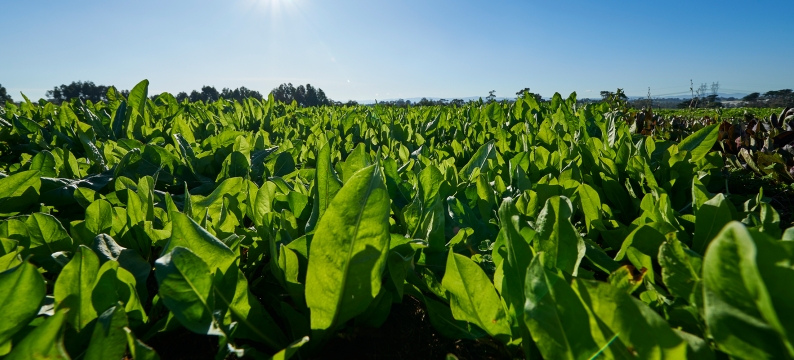Barcoli Forage Rape