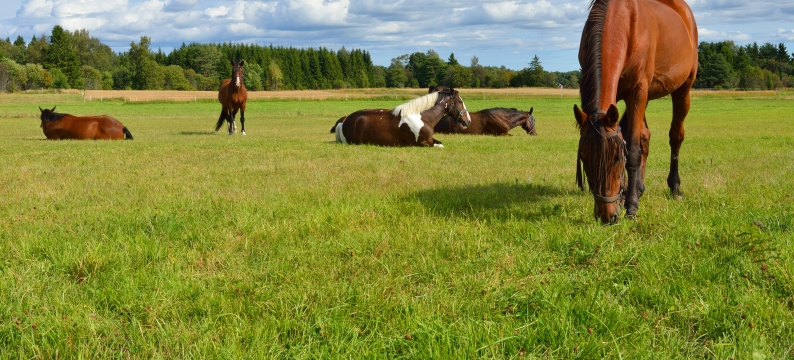 Hunters Equestrian Herbs