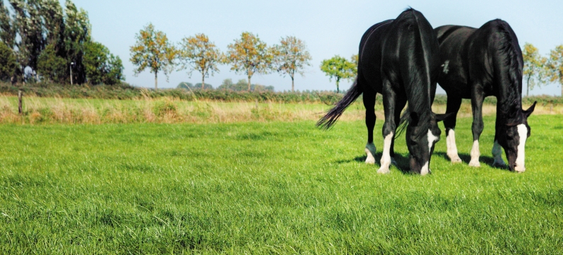 Hunters Equestrian Traditional Meadow