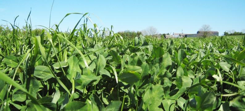 SFI CSAM3 High Production Herbal