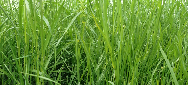 Abys Agriculture Grass Varieties