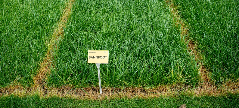 Bannfoot Agriculture Grass Variety