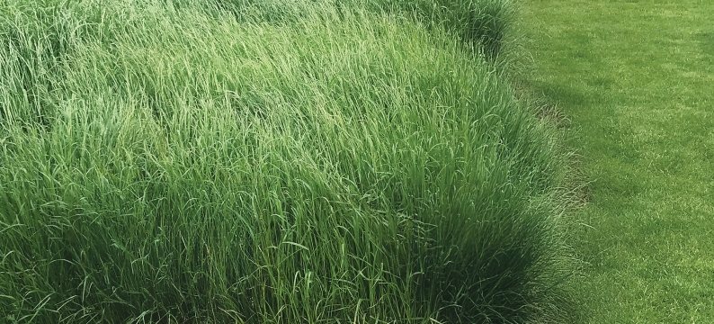 Barclamp Agriculture Grass Varieties
